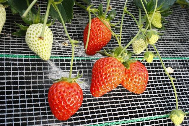 食べてみたいイチゴ1位は？おすすめのお取り寄せイチゴも【じゃらん】