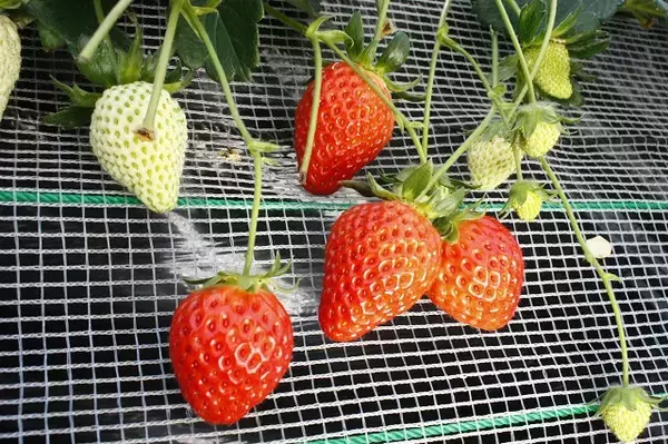 「食べてみたいイチゴ1位は？おすすめのお取り寄せイチゴも【じゃらん】」の画像