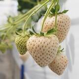 「食べてみたいイチゴ1位は？おすすめのお取り寄せイチゴも【じゃらん】」の画像18