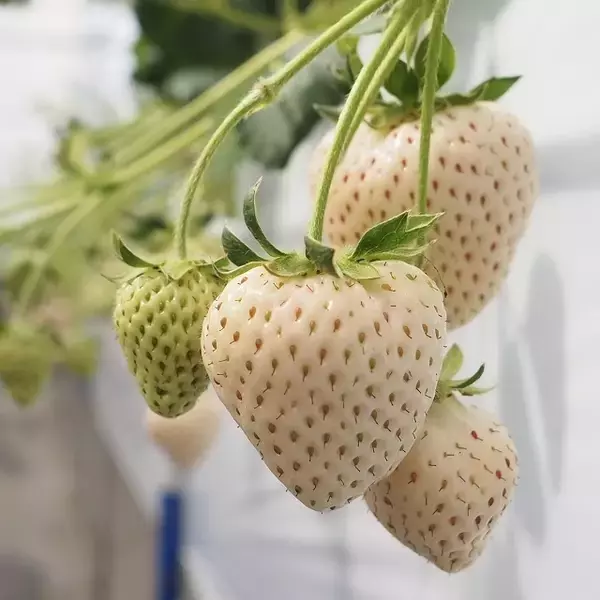 「食べてみたいイチゴ1位は？おすすめのお取り寄せイチゴも【じゃらん】」の画像