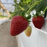 「食べてみたいイチゴ1位は？おすすめのお取り寄せイチゴも【じゃらん】」の画像19