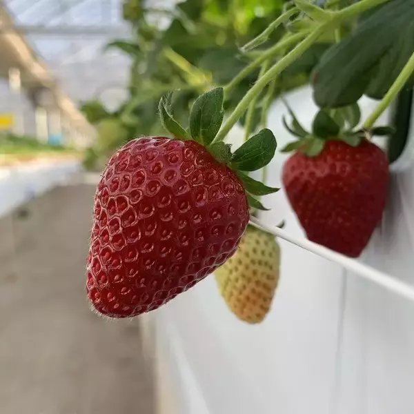 「食べてみたいイチゴ1位は？おすすめのお取り寄せイチゴも【じゃらん】」の画像