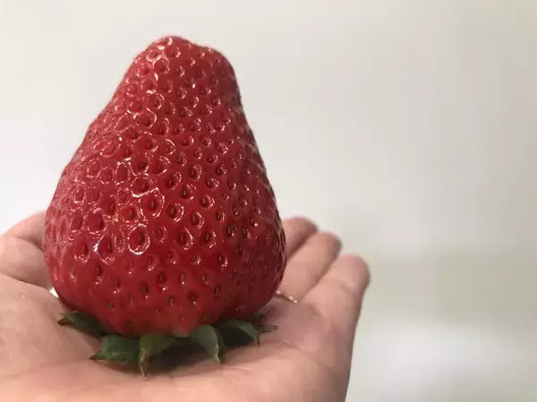 「食べてみたいイチゴ1位は？おすすめのお取り寄せイチゴも【じゃらん】」の画像