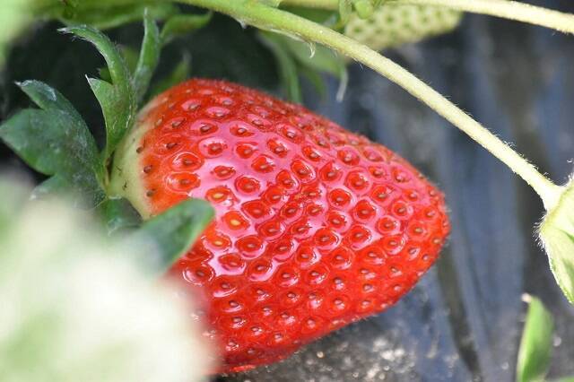 食べてみたいイチゴ1位は？おすすめのお取り寄せイチゴも【じゃらん】