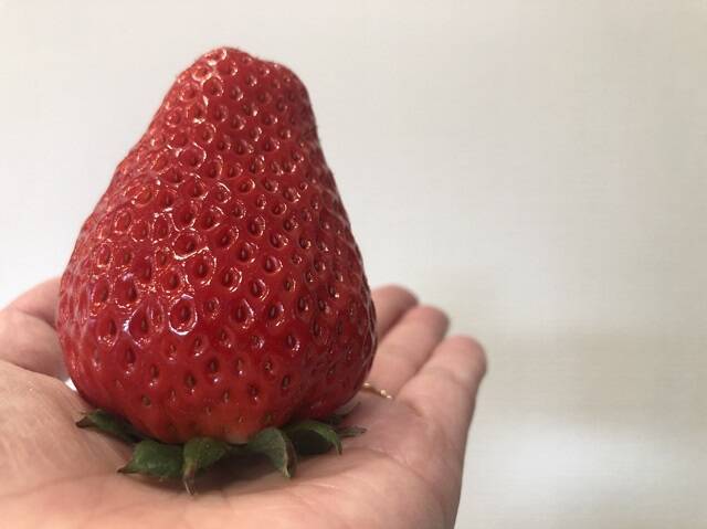 食べてみたいイチゴ1位は？おすすめのお取り寄せイチゴも【じゃらん】