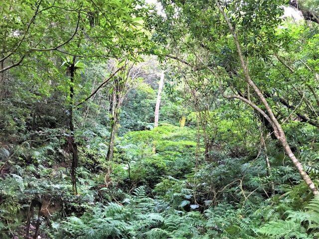 奄美大島 手つかずの自然の宝庫 金作原原生林 で固有種の生きる神秘の森を散策 21年2月21日 エキサイトニュース