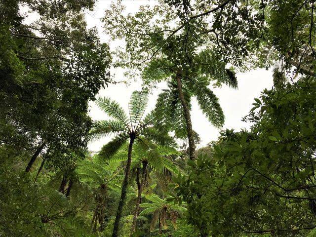 奄美大島 手つかずの自然の宝庫 金作原原生林 で固有種の生きる神秘の森を散策 21年2月21日 エキサイトニュース 2 6