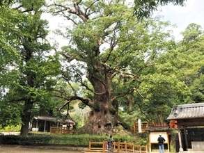 １本の木に会いに行く（２２）樹齢１５００年！日本一の巨樹「蒲生の大楠」＜鹿児島県＞