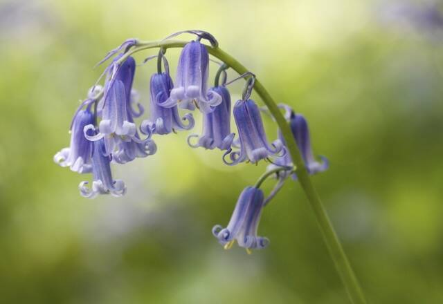 イギリスの春を知らせる青い絨毯 ブルーベルの森が美しすぎる 16年3月14日 エキサイトニュース