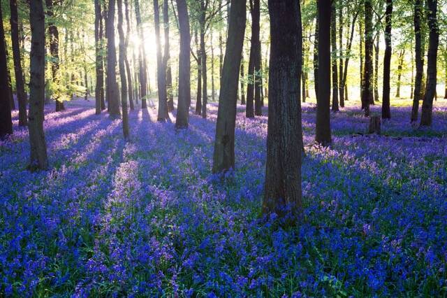 イギリスの春を知らせる青い絨毯 ブルーベルの森が美しすぎる 16年3月14日 エキサイトニュース