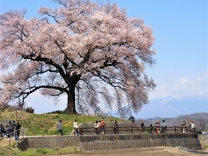 １本の木に会いに行く（２４）風にそよぐ伝説の一本桜 “わに塚の桜”＜山梨県＞