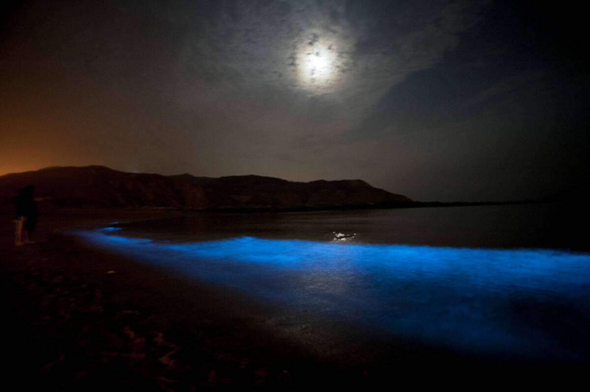 夜光生物が作り出す 海に輝く天の川 14年7月7日 エキサイトニュース