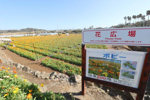 花畑や温泉で癒やされ 海の幸に舌鼓 東京から２時間のリゾート 館山で春を満喫する旅 千葉県 21年3月26日 エキサイトニュース