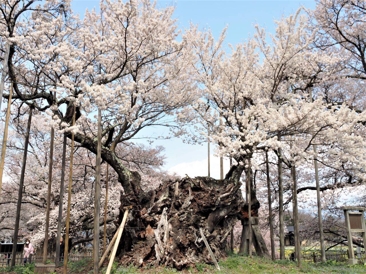 １本の木に会いに行く ２５ 樹齢２０００年 日本三大桜 山高神代桜 山梨県 21年3月19日 エキサイトニュース 4 6