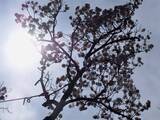 「１本の木に会いに行く（２５）樹齢２０００年　日本三大桜･山高神代桜＜山梨県＞」の画像28