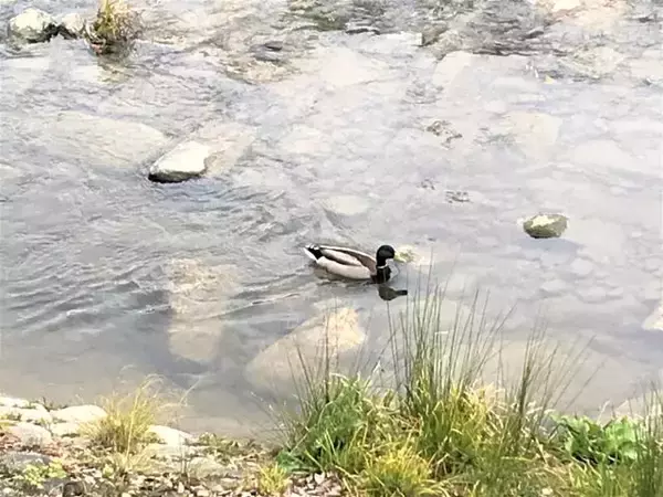 「【京都】鴨川沿いの桜を眺めながら、ライスバーガーを楽しめるカフェ「川間食堂」」の画像