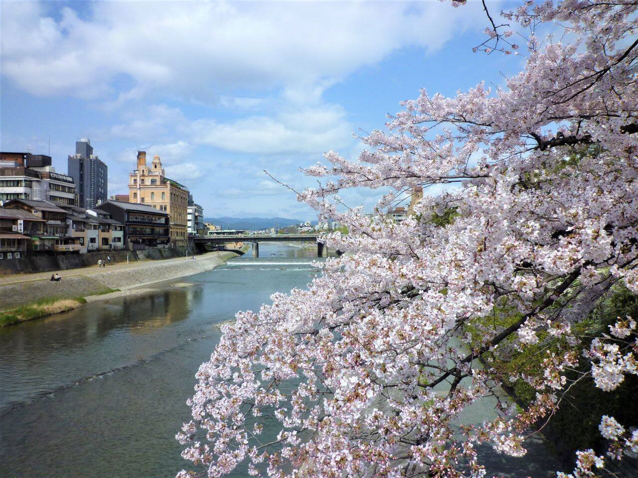 【京都】鴨川沿いの桜を眺めながら、ライスバーガーを楽しめるカフェ「川間食堂」