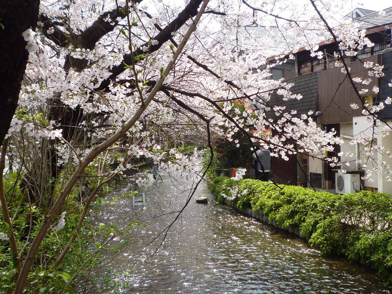 【京都】鴨川沿いの桜を眺めながら、ライスバーガーを楽しめるカフェ「川間食堂」