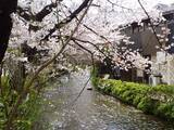 「【京都】鴨川沿いの桜を眺めながら、ライスバーガーを楽しめるカフェ「川間食堂」」の画像7