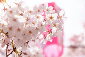 今週末、見頃を迎える桜スポットまとめ【２０２１年３月２０日〜】