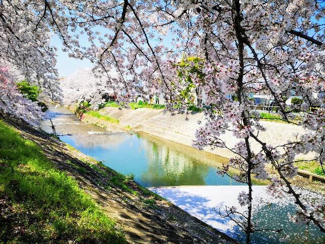 ソメイヨシノ、シダレザクラが５キロにわたって咲き誇る！“万葉の桜”と出会える「佐保川の桜並木」【奈良市】