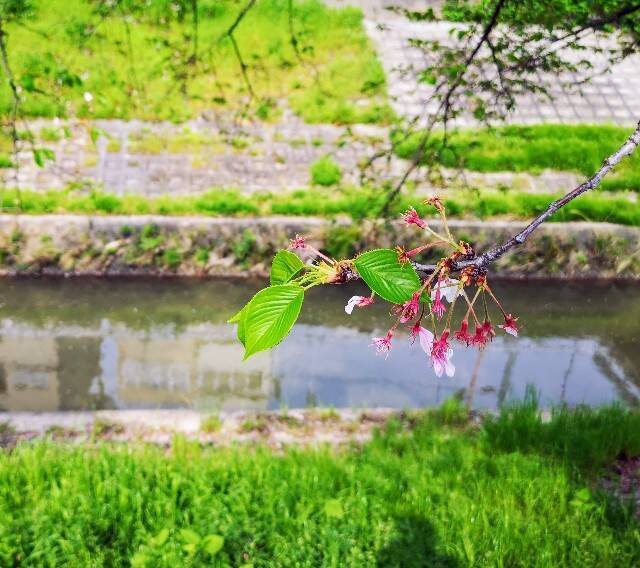 ソメイヨシノ、シダレザクラが５キロにわたって咲き誇る！“万葉の桜”と出会える「佐保川の桜並木」【奈良市】