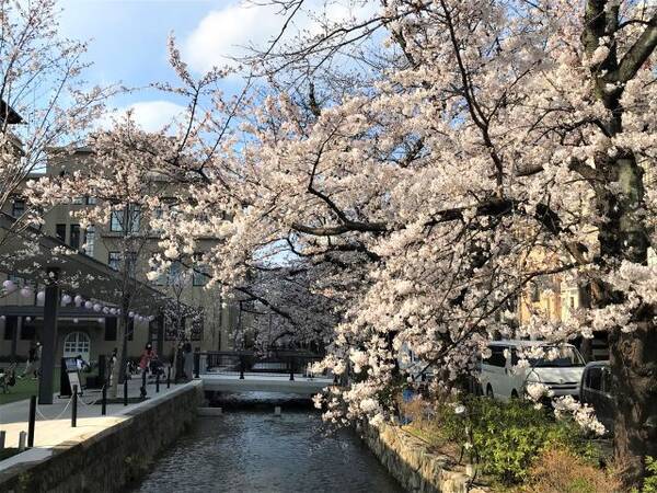 京都 東山と桜を望めるホテルの絶景レストラン バー さくらフェア でランチを堪能 The Gate Hotel 京都高瀬川 Anchor Kyoto 21年4月4日 エキサイトニュース