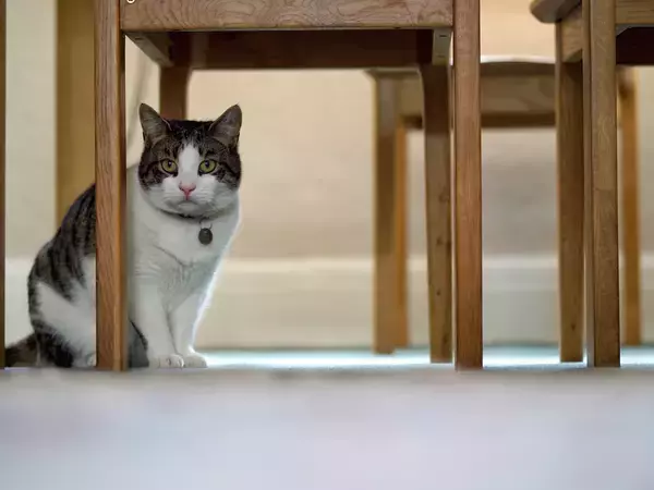 「知らないと損をする英会話術７０: 一瞬でネイティブになれる“Under”の使い方」の画像