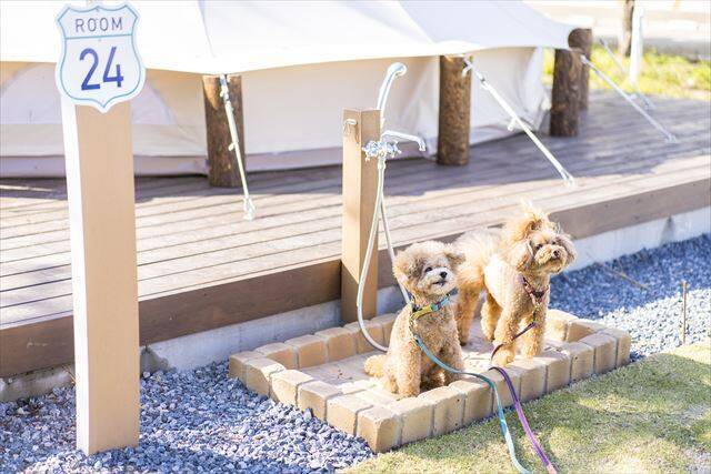 小学校の廃校をリノベーション！千葉県に「高滝湖グランピングリゾート」オープン！