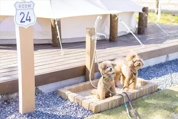 「小学校の廃校をリノベーション！千葉県に「高滝湖グランピングリゾート」オープン！」の画像