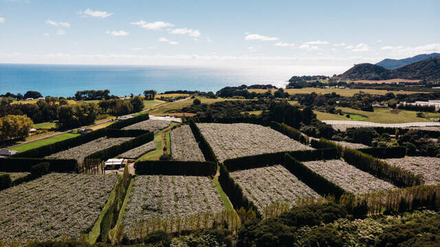 【５月下旬まで限定販売】ニュージーランド産の希少な新品種が上陸！幻の赤い果実「レッドキウイ」を食べてみた