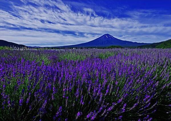 富士河口湖ハーブランタンまつり 富士山を背景に咲くラベンダーとランタンの灯りを楽しむ 21年6月日 エキサイトニュース