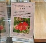 「【YATSUDOKI】３種の旬の“赤い宝石”が楽しめる「さくらんぼフェスタ」、タルトとチョコショートを実食！」の画像20