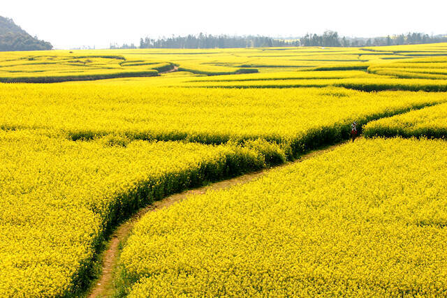 春だけの絶景 世界中の人が待ち望む一面の菜の花畑 羅平 2016年3月7日 エキサイトニュース