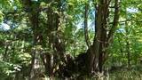 「１本の木に会いに行く（２８）支笏湖”巨木の森”   知られざる森の歴史＜北海道＞」の画像1