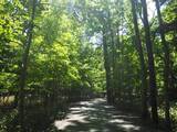「１本の木に会いに行く（２８）支笏湖”巨木の森”   知られざる森の歴史＜北海道＞」の画像10