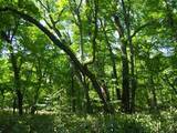 「１本の木に会いに行く（２８）支笏湖”巨木の森”   知られざる森の歴史＜北海道＞」の画像11