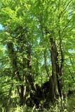 「１本の木に会いに行く（２８）支笏湖”巨木の森”   知られざる森の歴史＜北海道＞」の画像13