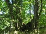 「１本の木に会いに行く（２８）支笏湖”巨木の森”   知られざる森の歴史＜北海道＞」の画像14