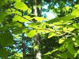 「１本の木に会いに行く（２８）支笏湖”巨木の森”   知られざる森の歴史＜北海道＞」の画像15