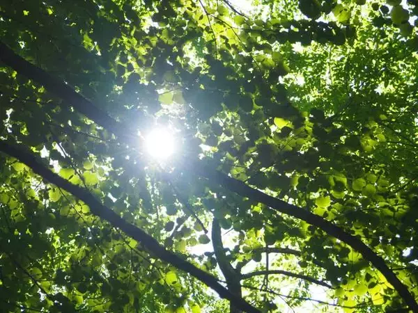 「１本の木に会いに行く（２８）支笏湖”巨木の森”   知られざる森の歴史＜北海道＞」の画像