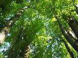 「１本の木に会いに行く（２８）支笏湖”巨木の森”   知られざる森の歴史＜北海道＞」の画像23