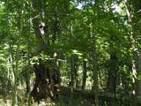 「１本の木に会いに行く（２８）支笏湖”巨木の森”   知られざる森の歴史＜北海道＞」の画像24
