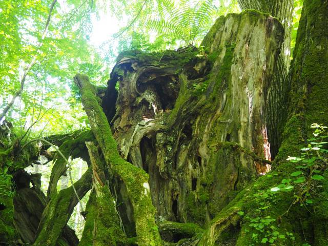 １本の木に会いに行く（２８）支笏湖”巨木の森”   知られざる森の歴史＜北海道＞