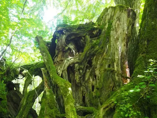 「１本の木に会いに行く（２８）支笏湖”巨木の森”   知られざる森の歴史＜北海道＞」の画像
