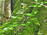 「１本の木に会いに行く（２８）支笏湖”巨木の森”   知られざる森の歴史＜北海道＞」の画像27