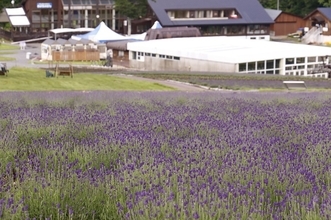 咲き誇る紫の絨毯！ラベンダースイーツも味わえる「たんばらラベンダーパーク」