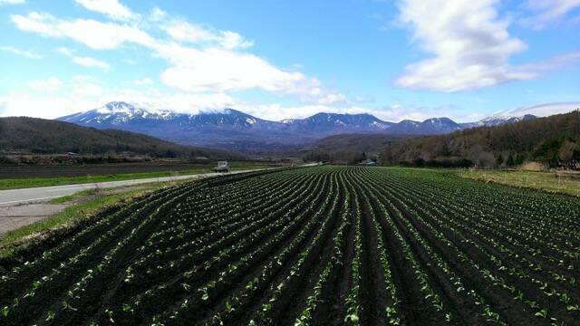 まるで北海道のような絶景 見渡す限りキャベツ畑が広がる 嬬恋村 が美しい 16年5月17日 エキサイトニュース