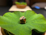 「【星のや東京】宿泊者限定のディナーコース「Nipponキュイジーヌ ～発酵～」は、フレンチと発酵食品のエンターテインメント！」の画像3