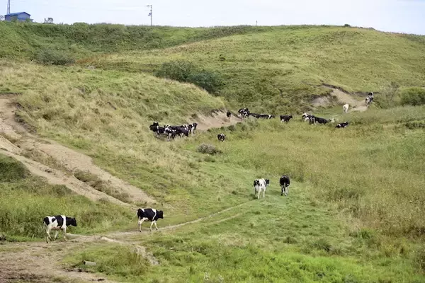 「ハーゲンダッツの故郷！野生のラッコもいる漁業と酪農の町【北海道浜中町の旅１】」の画像